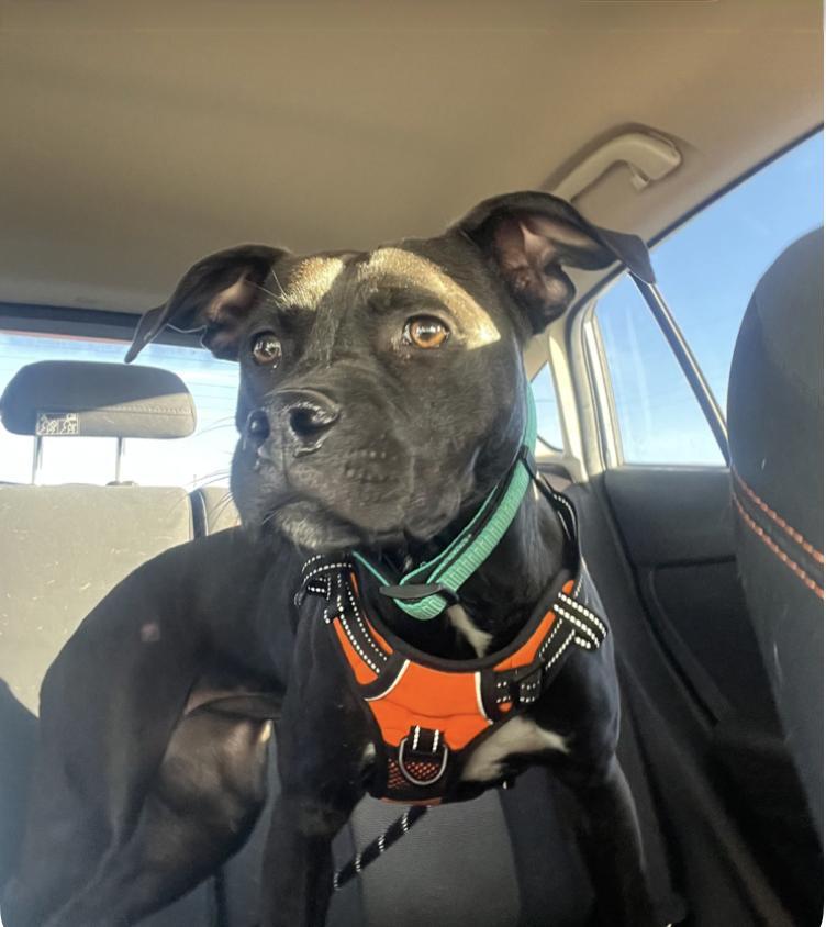 Cocoa The Sweet Cuddler