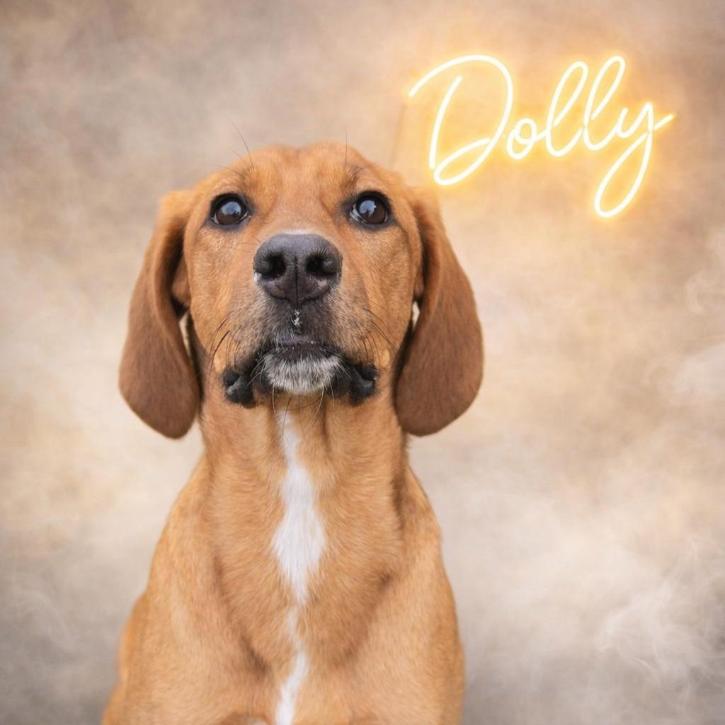 Dolly
