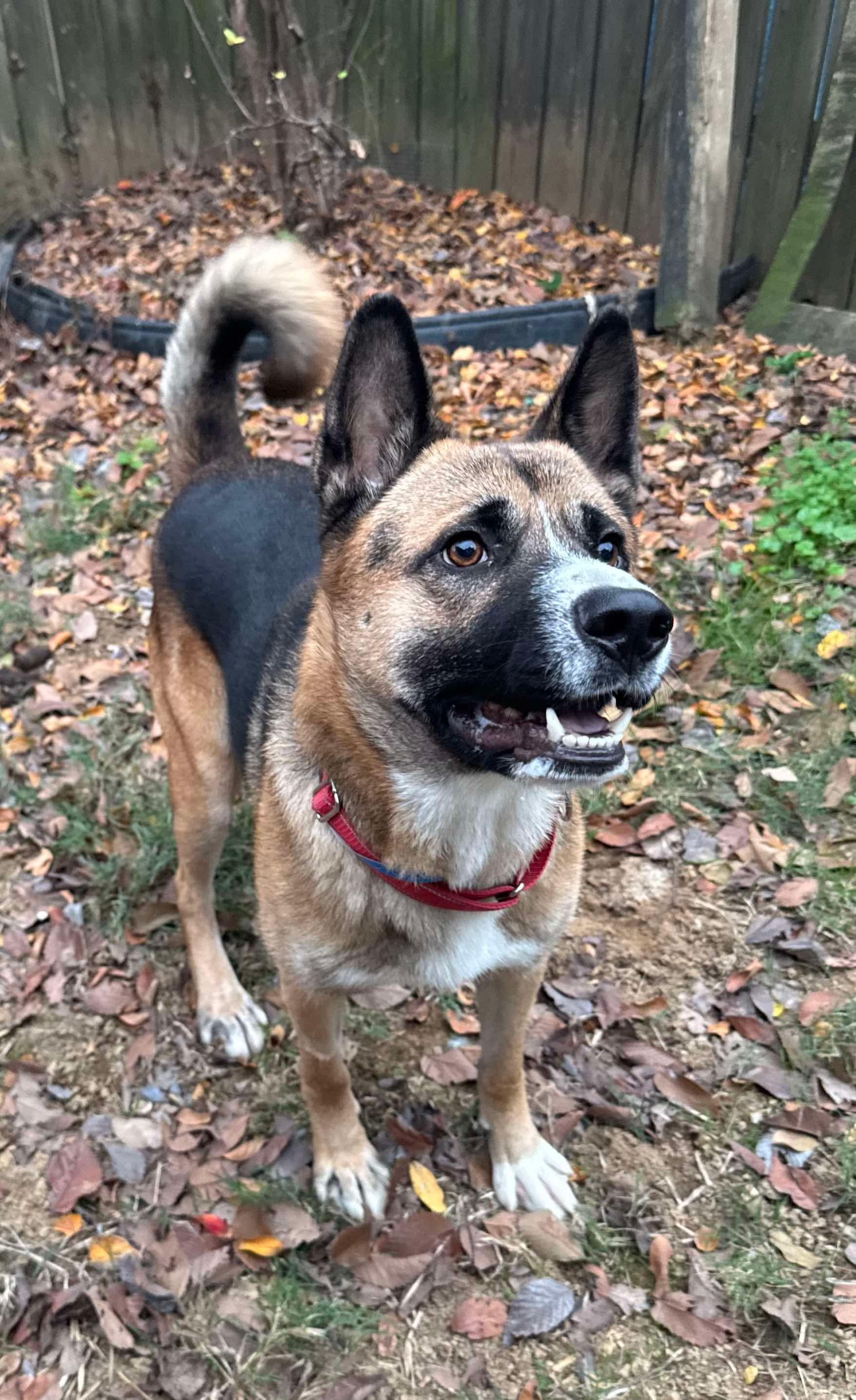 An adult medium-sized male Akita dog named Gino for adoption in Randleman, NC