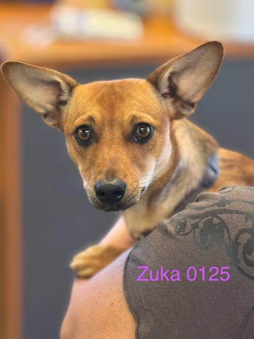 Zuka