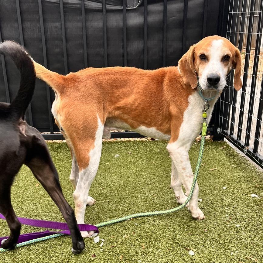 An adult medium-sized male Yellow / Tan / Blond / Fawn Hound dog named Rufus for adoption in Charlottesville, VA