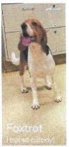 Foxtrot