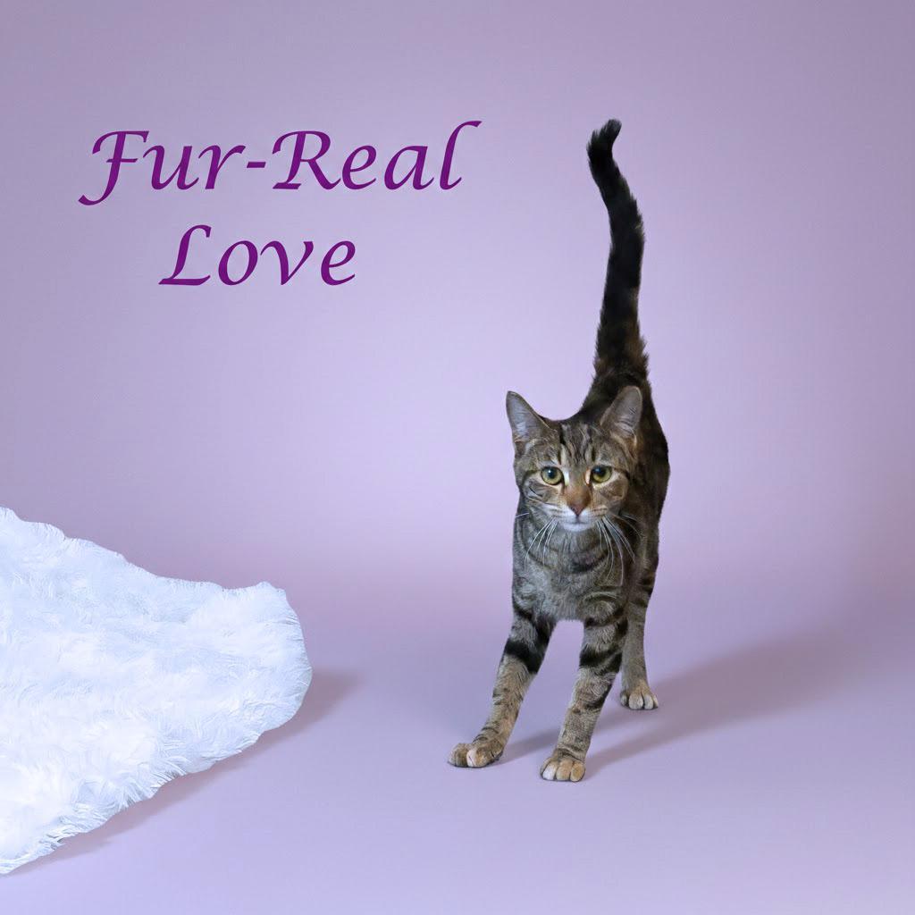 Furreal Love C