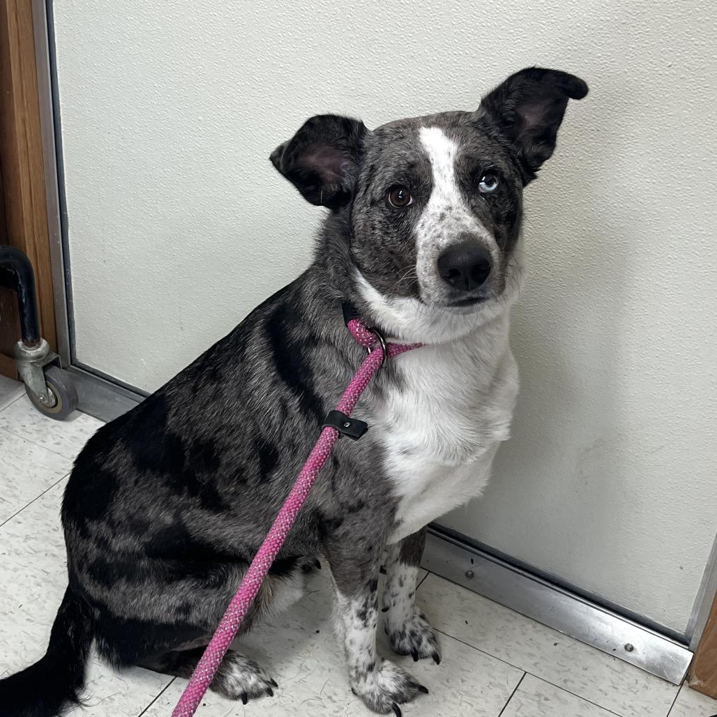An adult medium-sized male Gray / Blue / Silver Mixed Breed dog named Fischer for adoption in Columbiana, AL