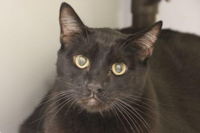 An adult small-sized male Domestic Medium Hair cat named Comet for adoption in Tucson, AZ