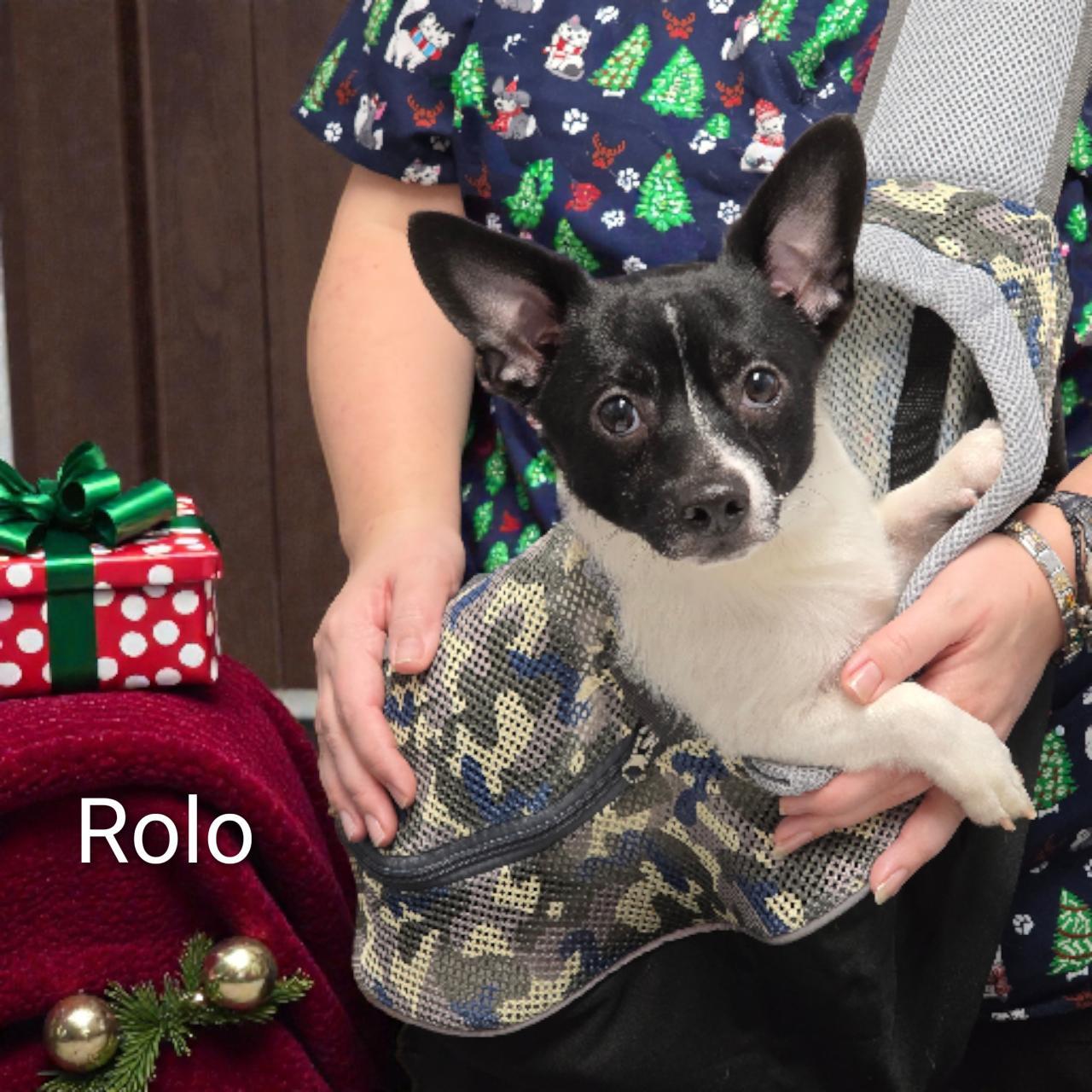 Rolo