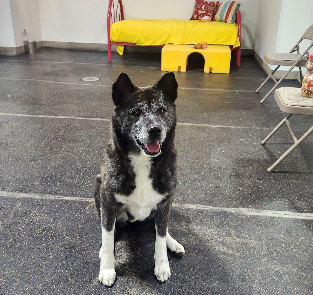 An adult large-sized female Brindle Akita dog named Emi for adoption in San Francisco, CA