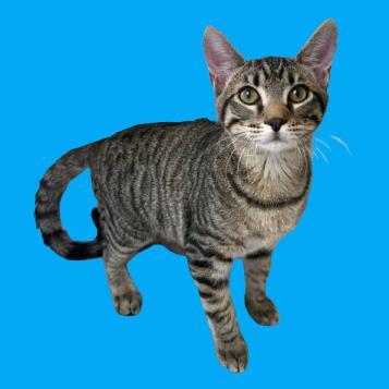 A baby medium-sized male Brown / Chocolate Domestic Short Hair cat named Lemon for adoption in Tuscaloosa, AL