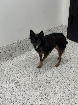 A senior small-sized female Mixed Breed dog named Tinkerbell for adoption in Atlanta, GA