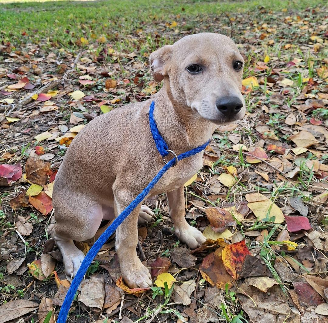 A baby small-sized male Yellow / Tan / Blond / Fawn Dachshund dog named Remco Wat for adoption in Missouri City, TX