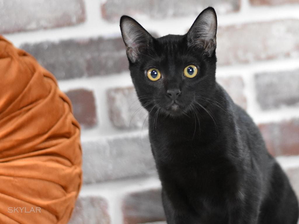 A baby medium-sized male Black Domestic Short Hair cat named Skyler for adoption in Conroe, TX