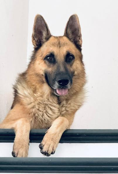 An adult large-sized male German Shepherd Dog dog named Rex for adoption in Allen, TX