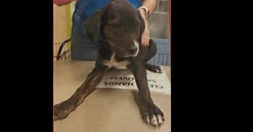 Girl Scout Cookies: Adventureful