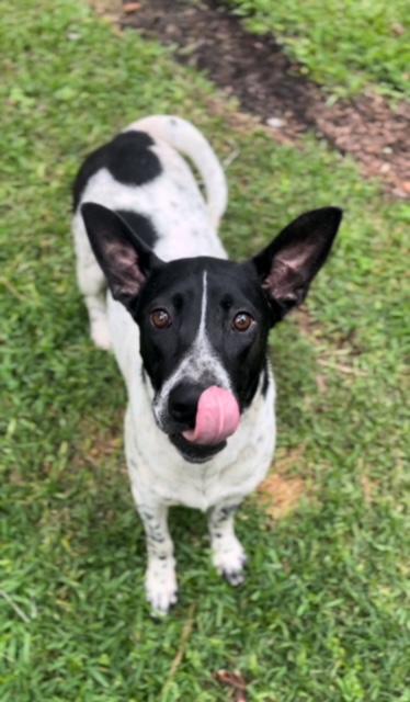 A young medium-sized male Black German Shorthaired Pointer dog named Moose for adoption in Humble, TX