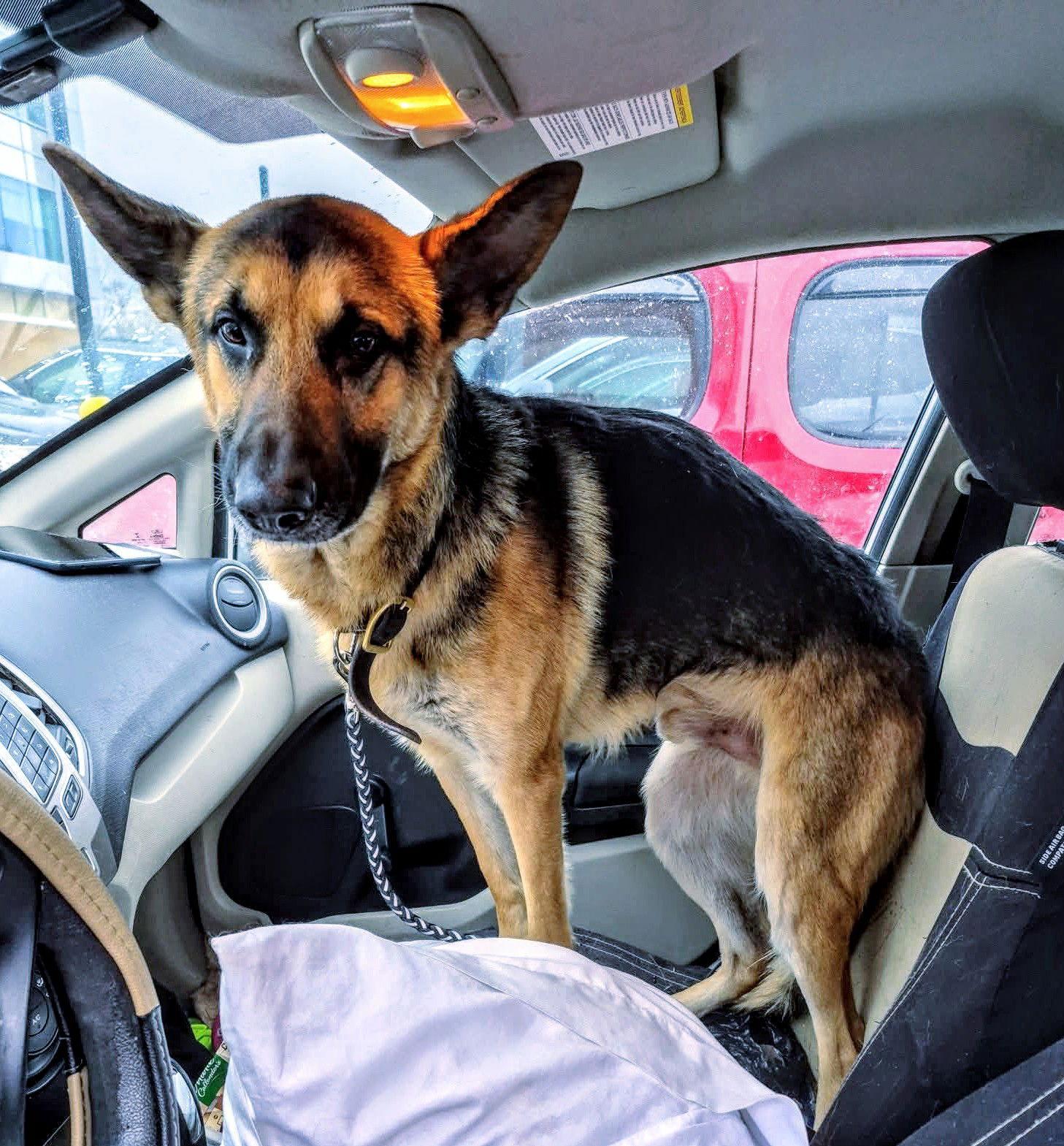 An adult large-sized male German Shepherd Dog dog named Max for adoption in Livonia, MI