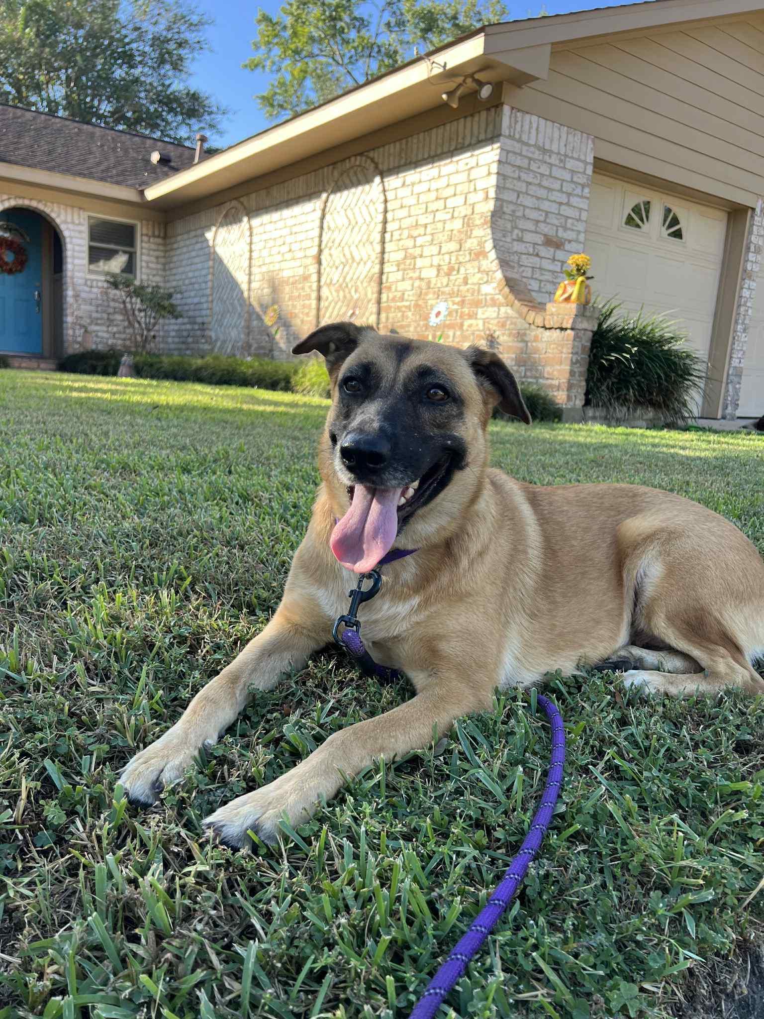 A young medium-sized female German Shepherd Dog dog named Nana : The Perfect for adoption in Houston, TX