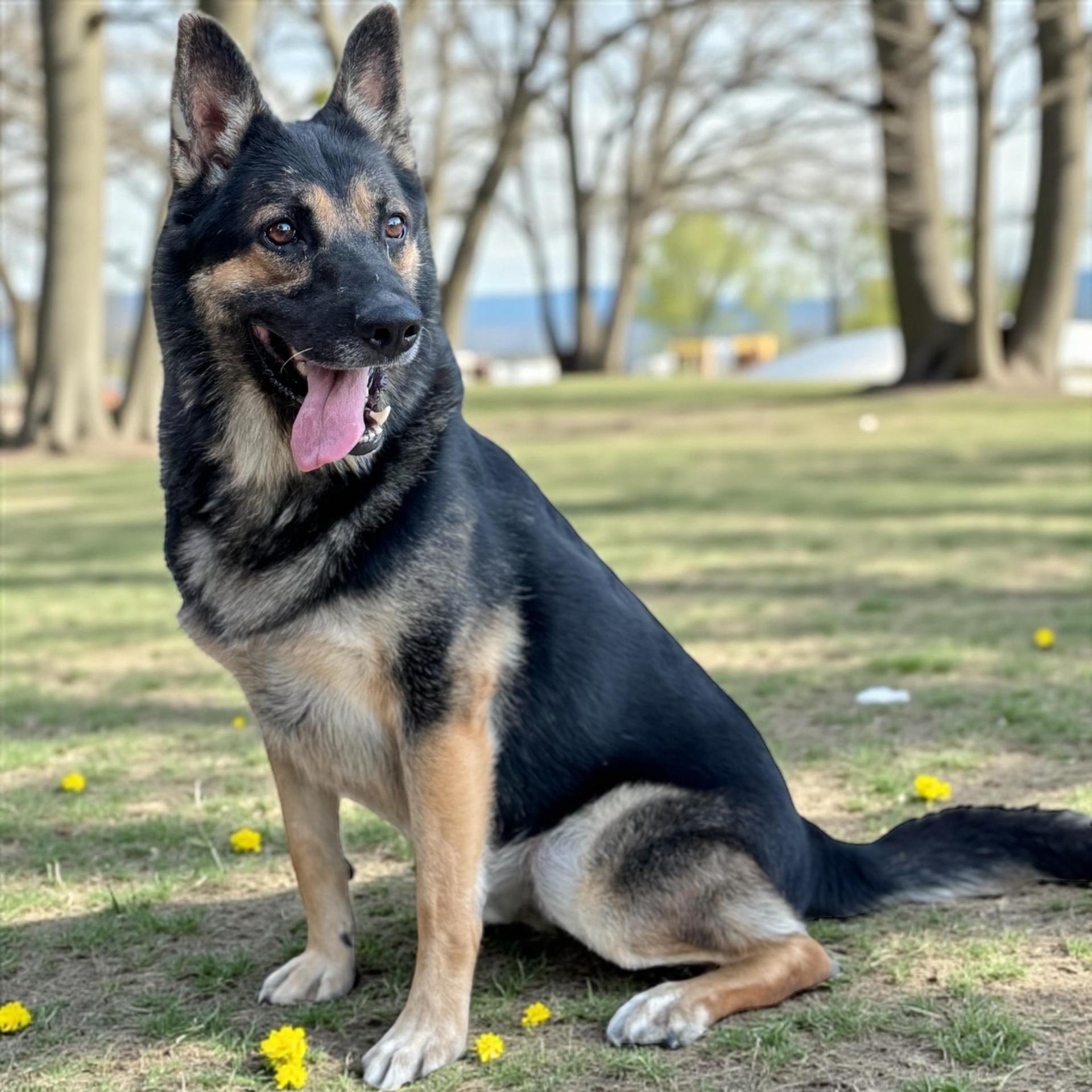 An adult large-sized male German Shepherd Dog dog named Tidus for adoption in Allen, TX