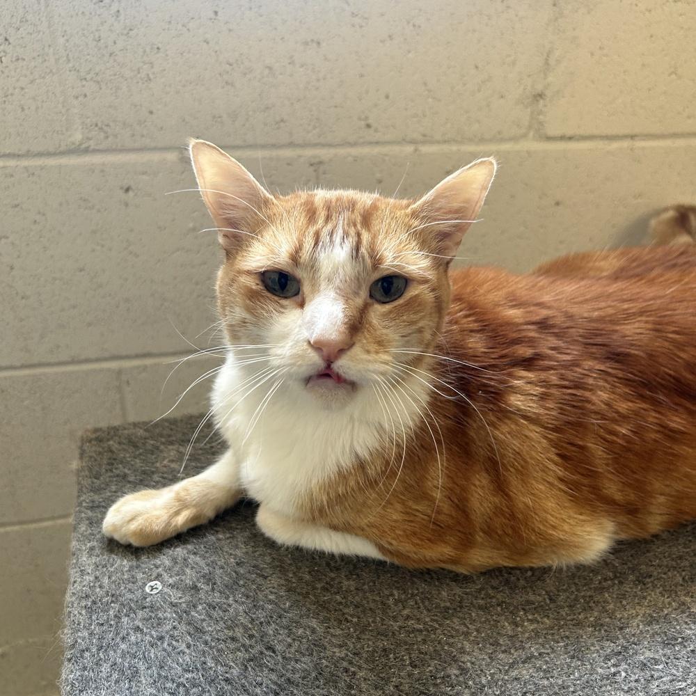 An adult medium-sized female Orange & White Domestic Short Hair cat named Tabitha for adoption in Ontario, CA