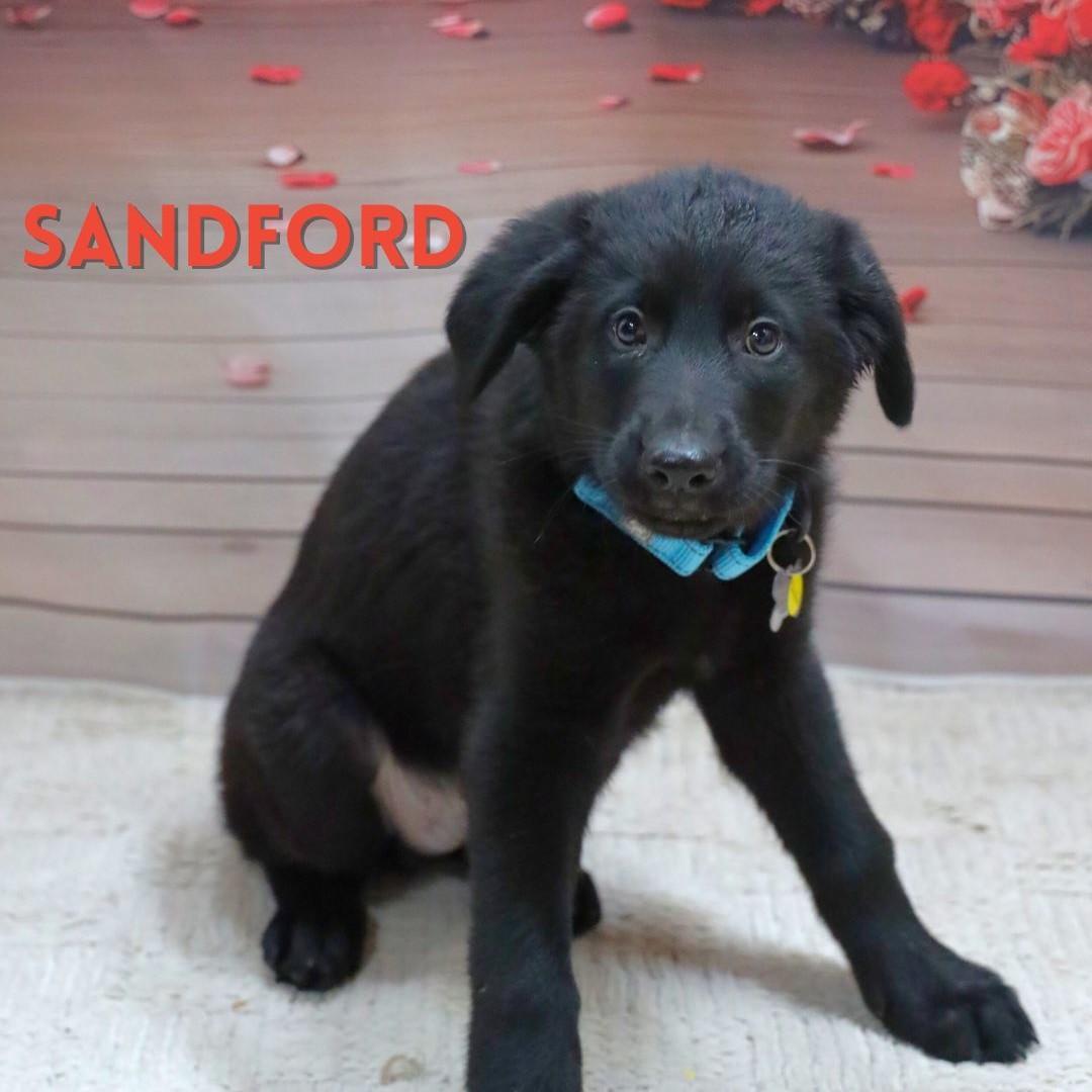 Sanford