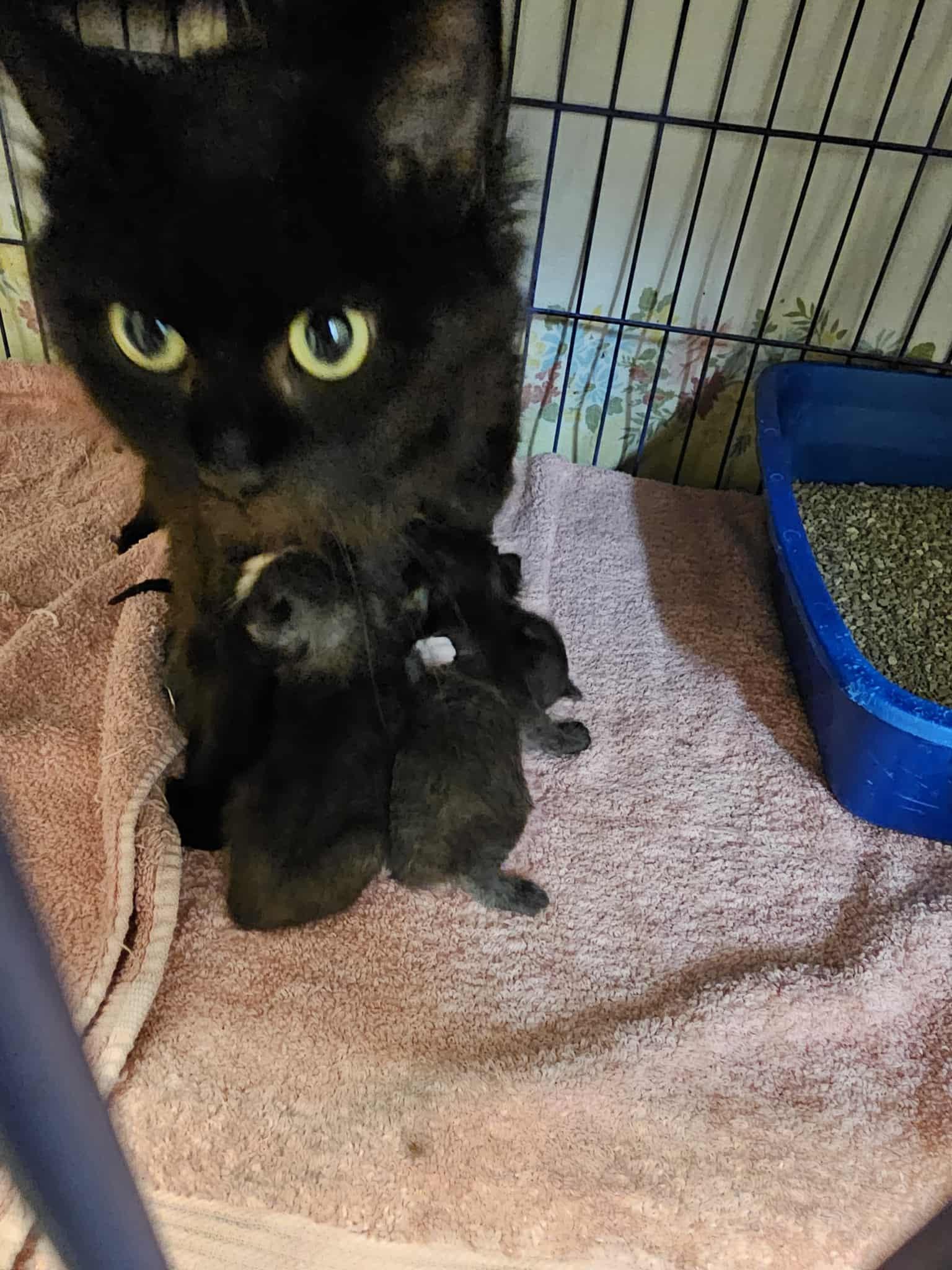 A young medium-sized female Black Domestic Long Hair cat named Lilith for adoption in Burlington, IA