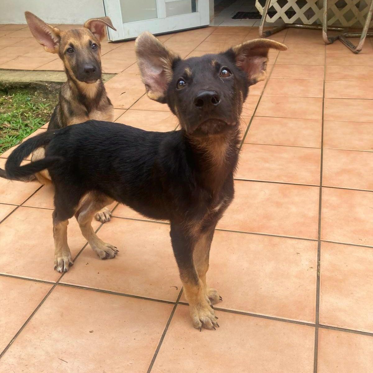 Hanzel "your Buddy."