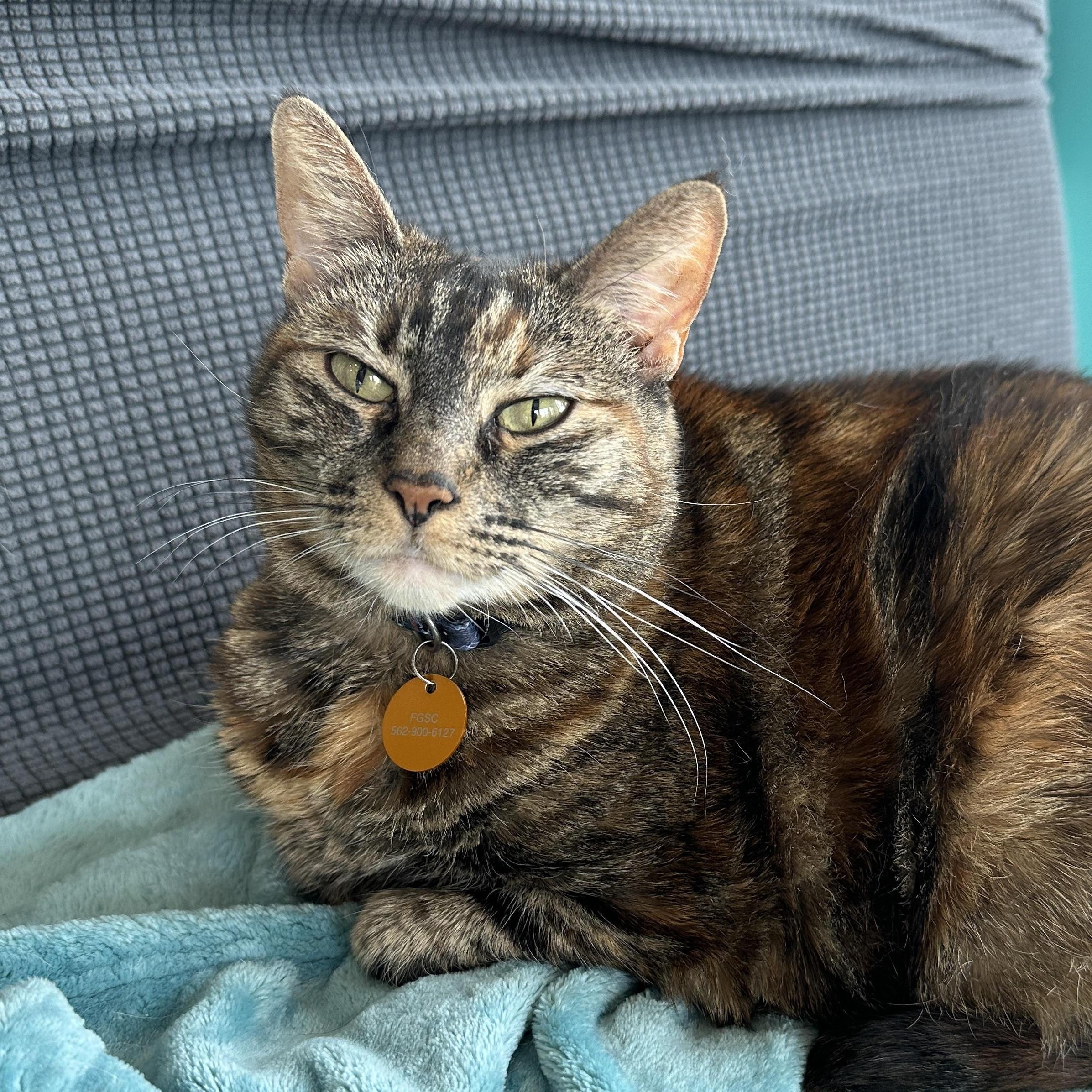 Lady Nibblesworth Of Downtown