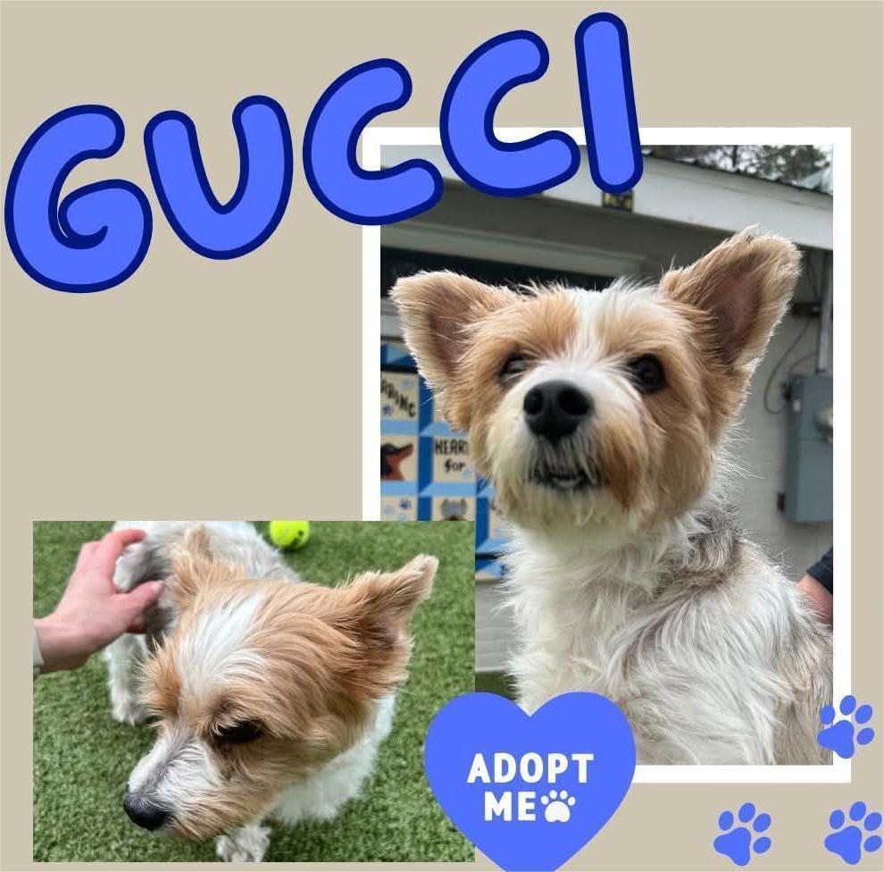 Gucci