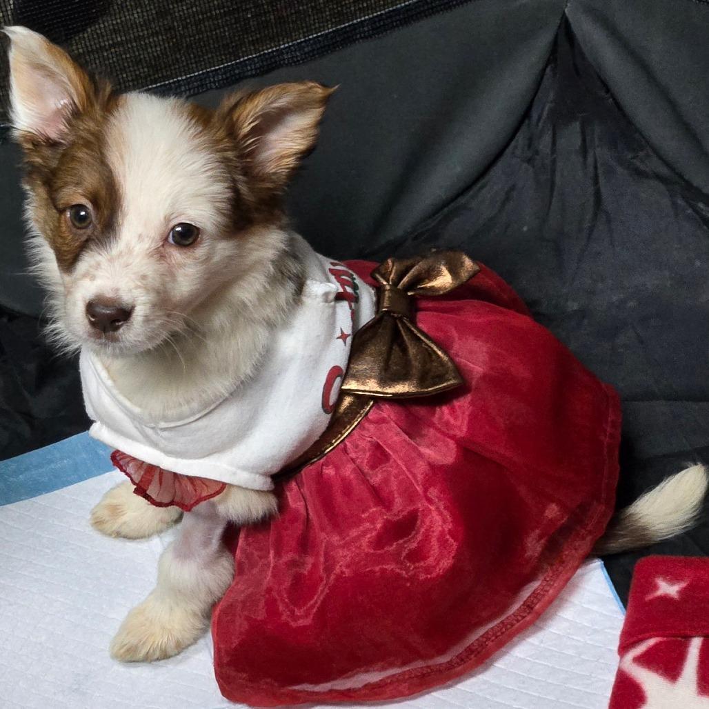 A baby small-sized female Brown / Chocolate Border Collie dog named Paprika for adoption in Idaho Falls, ID