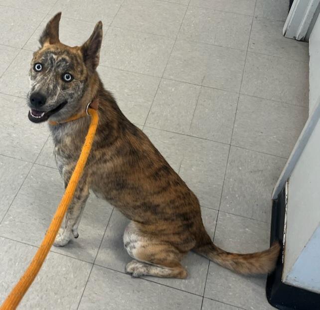 A young medium-sized female Brindle Husky dog named Star for adoption in Houston, TX
