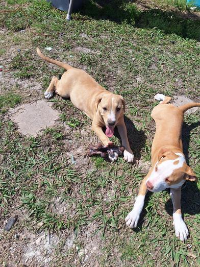 A young large-sized female Yellow / Tan / Blond / Fawn Golden Retriever dog named Victoria for adoption in Liverpool, TX