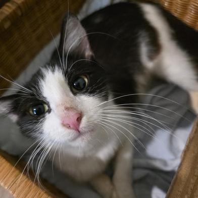 An adult medium-sized female Black & White / Tuxedo Domestic Medium Hair cat named Vivi for adoption in Liverpool, TX