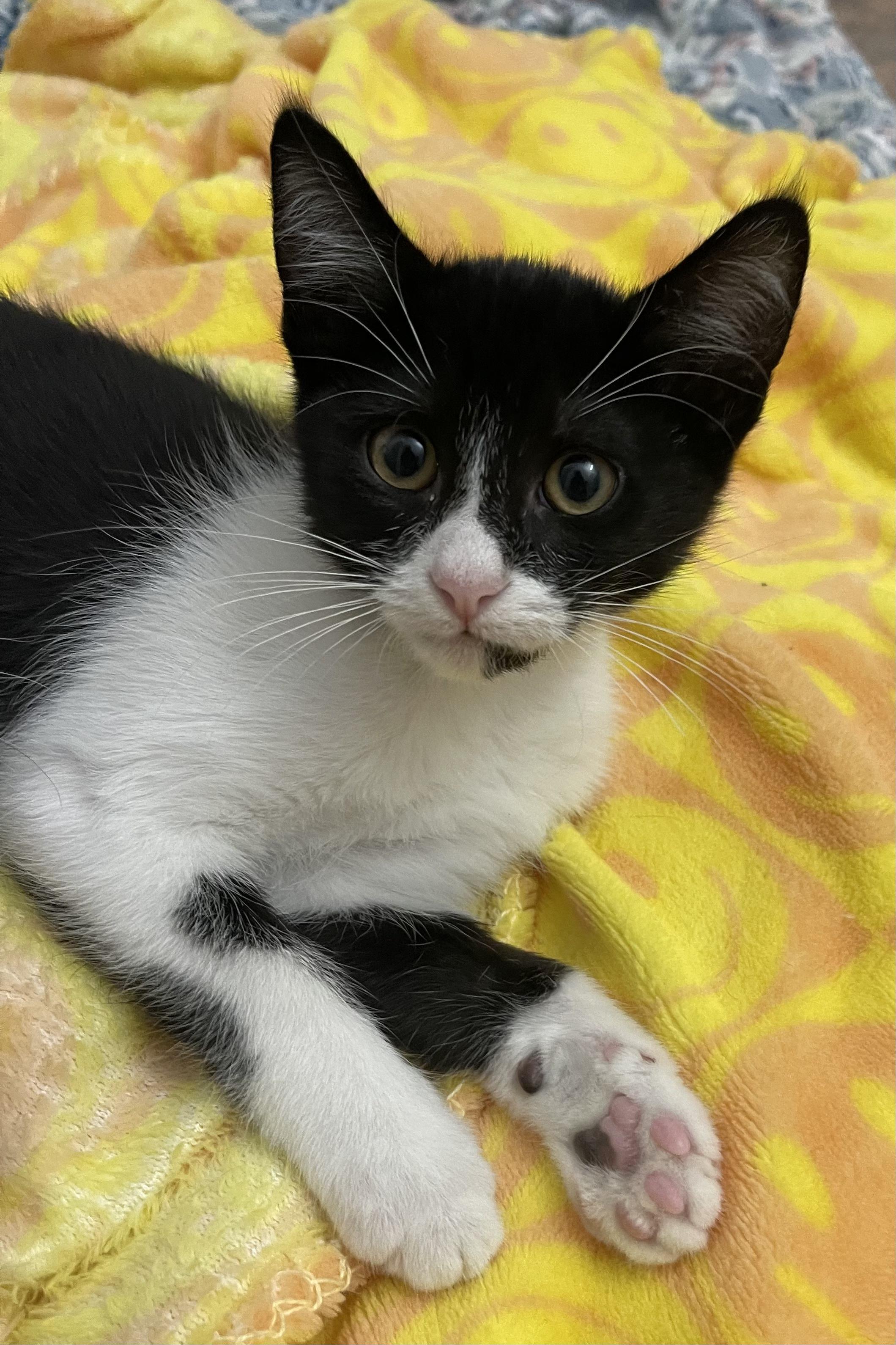 Peytonportofino Petsmart