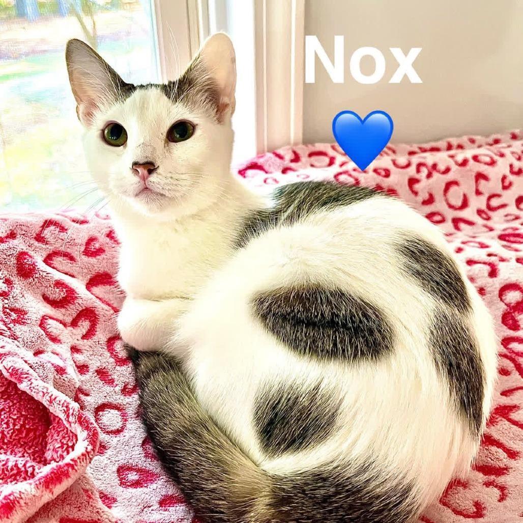 A young small-sized male White Domestic Short Hair cat named Nox for adoption in Peachtree City, GA