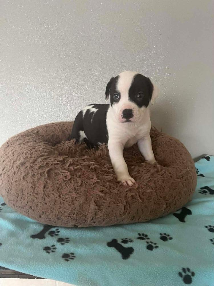 Thanksgiving Puppies : Stuffing