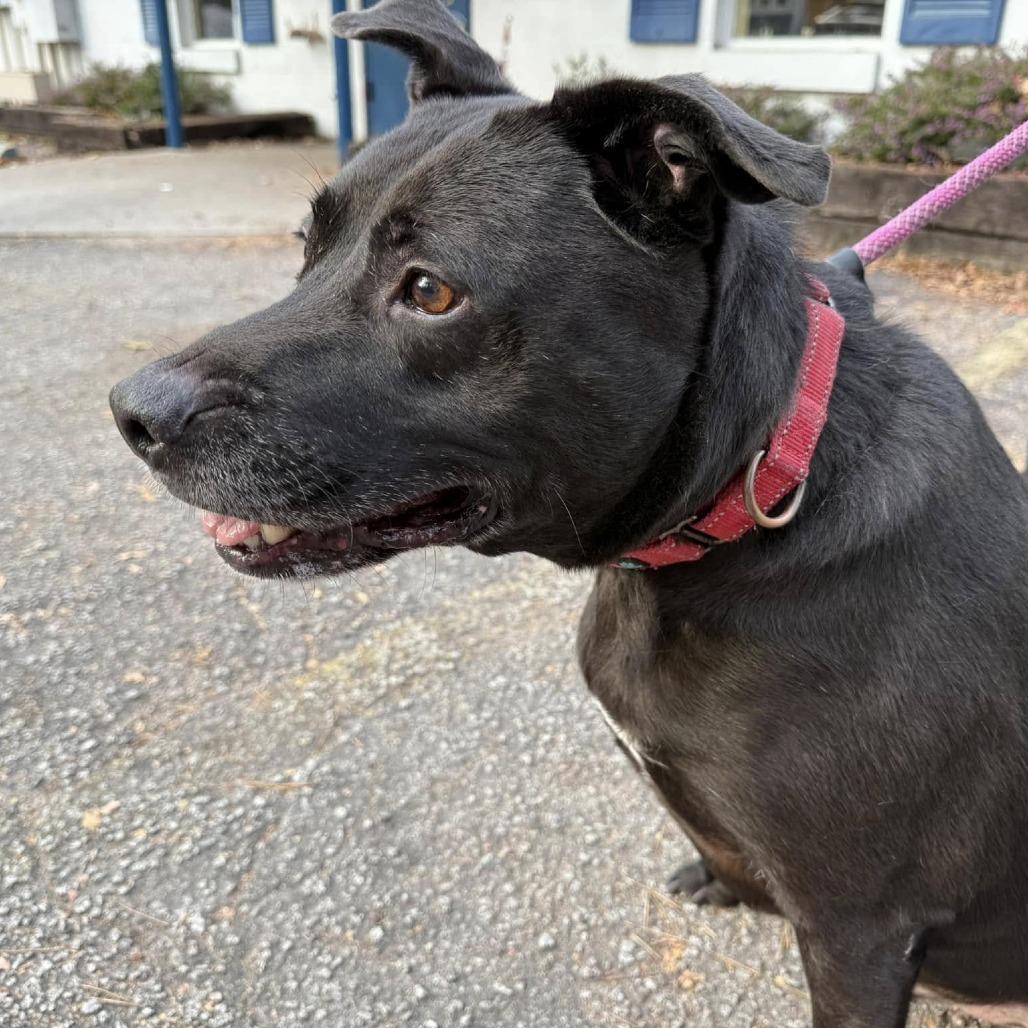 A senior medium-sized male Black Labrador Retriever dog named Jack Charles for adoption in Summerville, SC