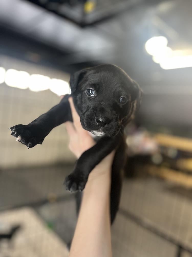 Booktok Fantasy Litter