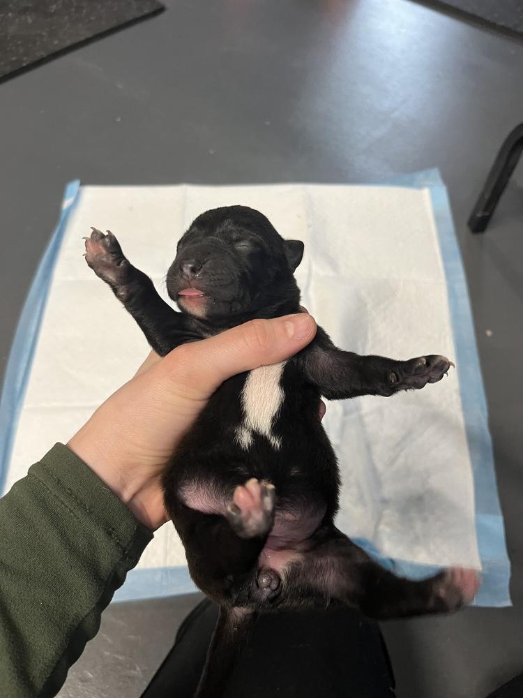 Booktok Fantasy Litter