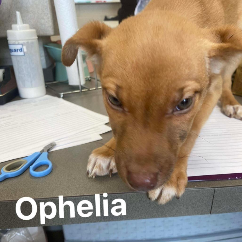 Ophelia