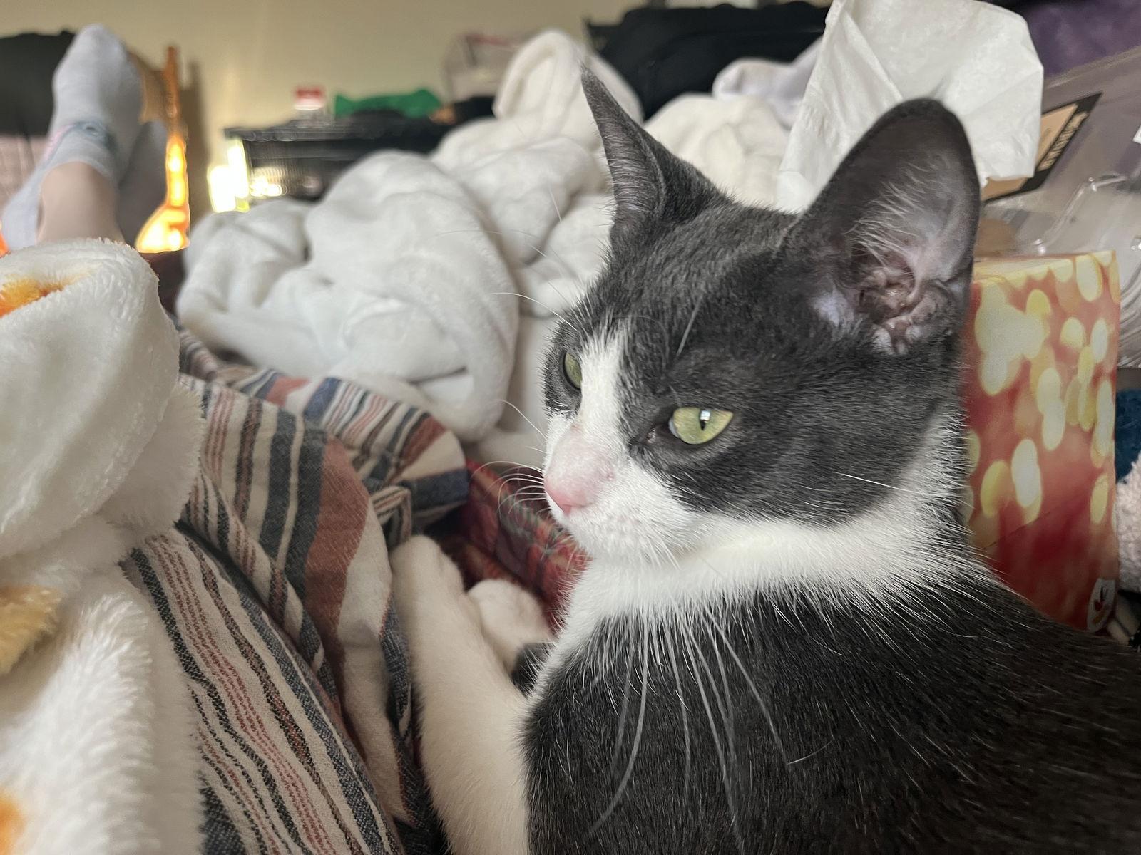 Bonnie Aka Bonnie Blue