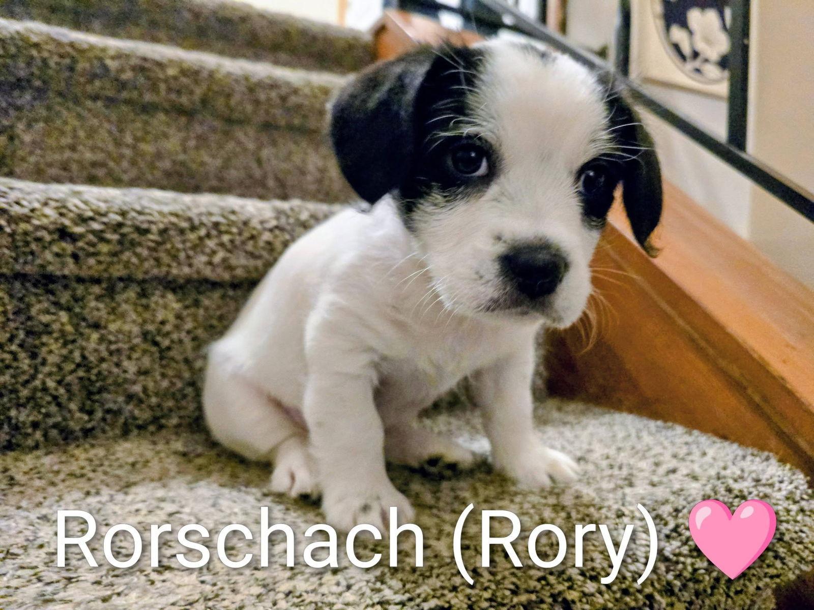 Pippin's Puppies Rorschach