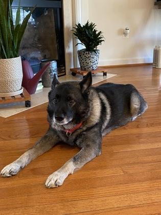 An adult large-sized male Mixed Breed dog named Shallah for adoption in Fairfax, VA