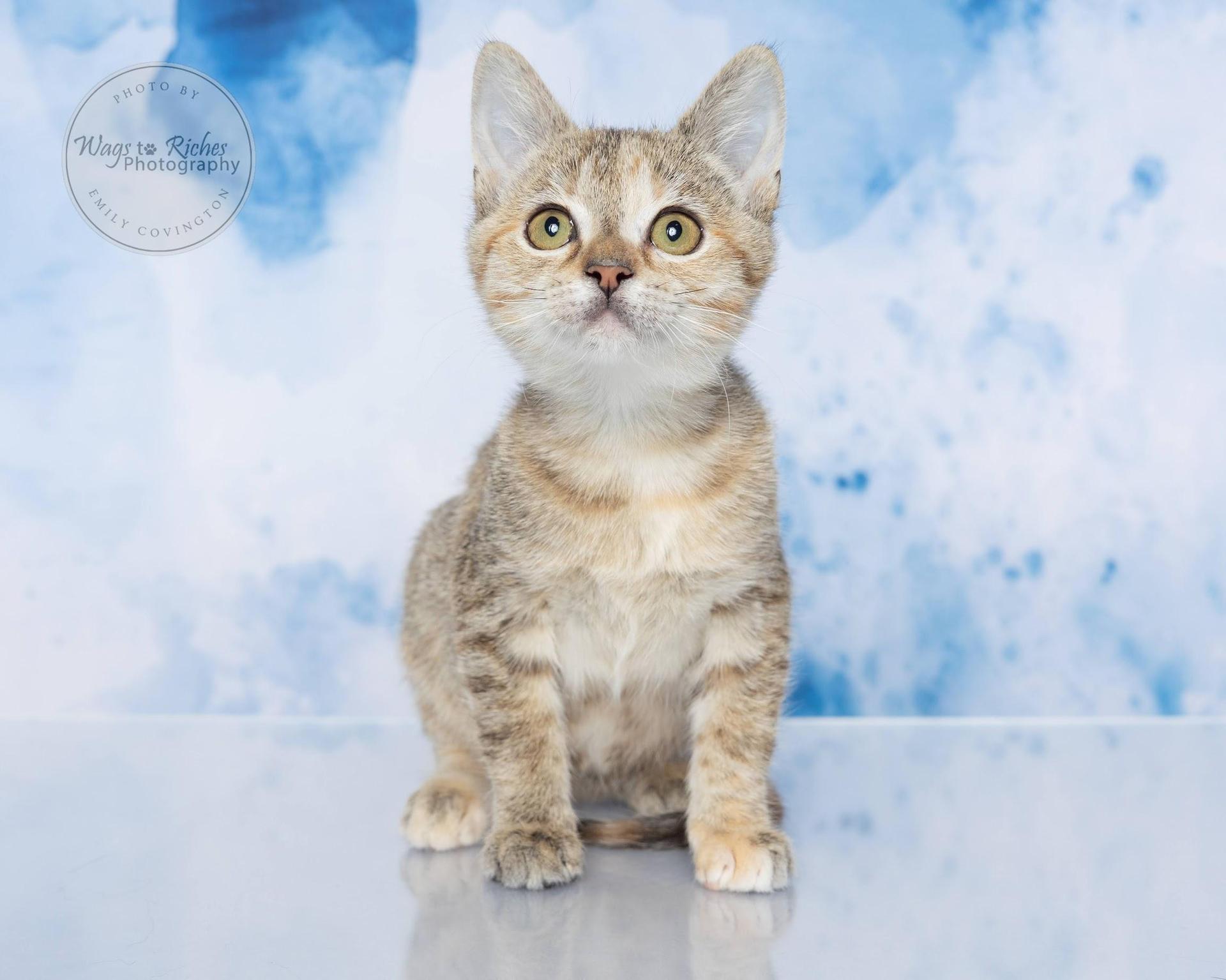 A baby medium-sized female Dilute Tortoiseshell Domestic Short Hair cat named Virginia for adoption in Tuscaloosa, AL