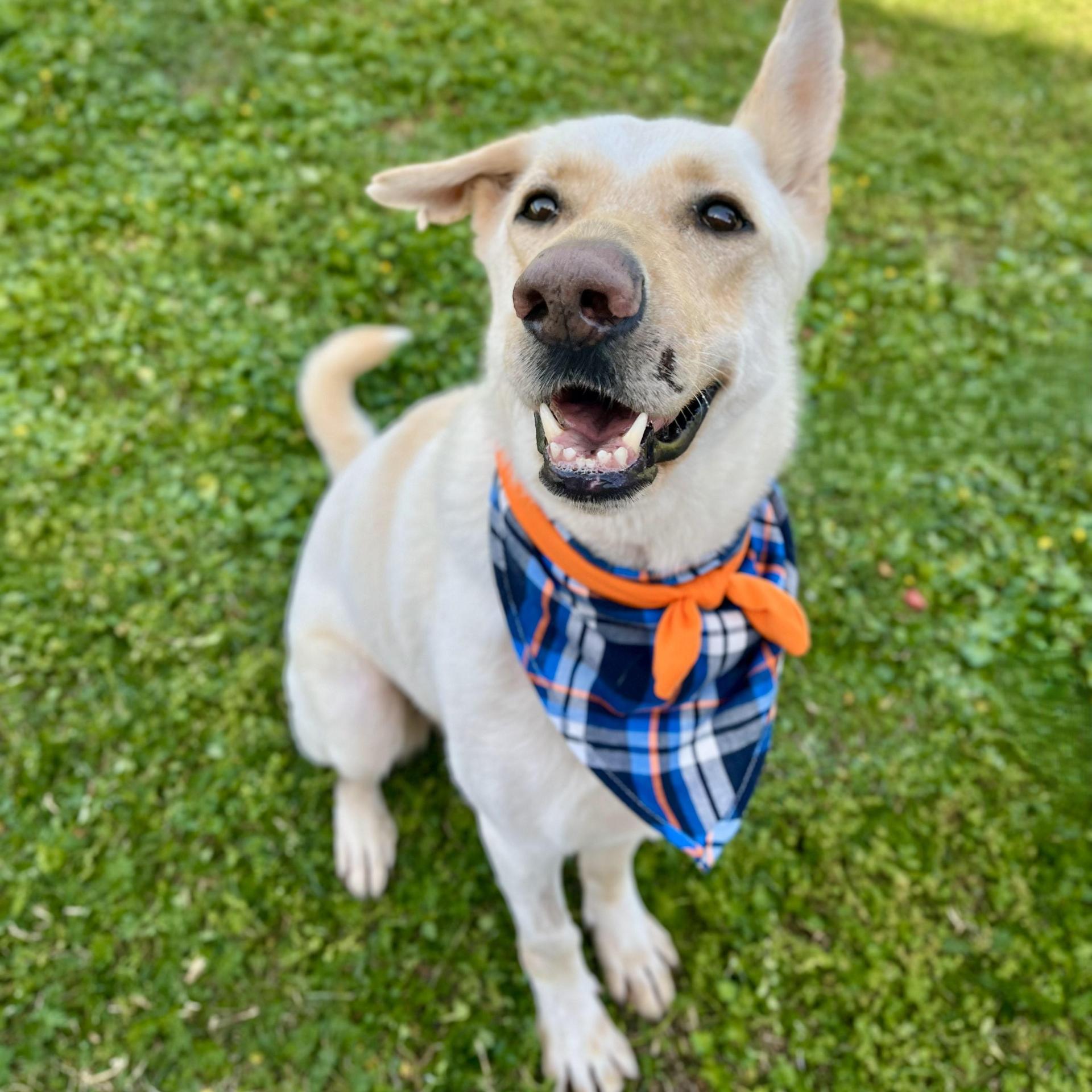 An adult large-sized male White / Cream German Shepherd Dog dog named Moscow Mule for adoption in angleton, TX