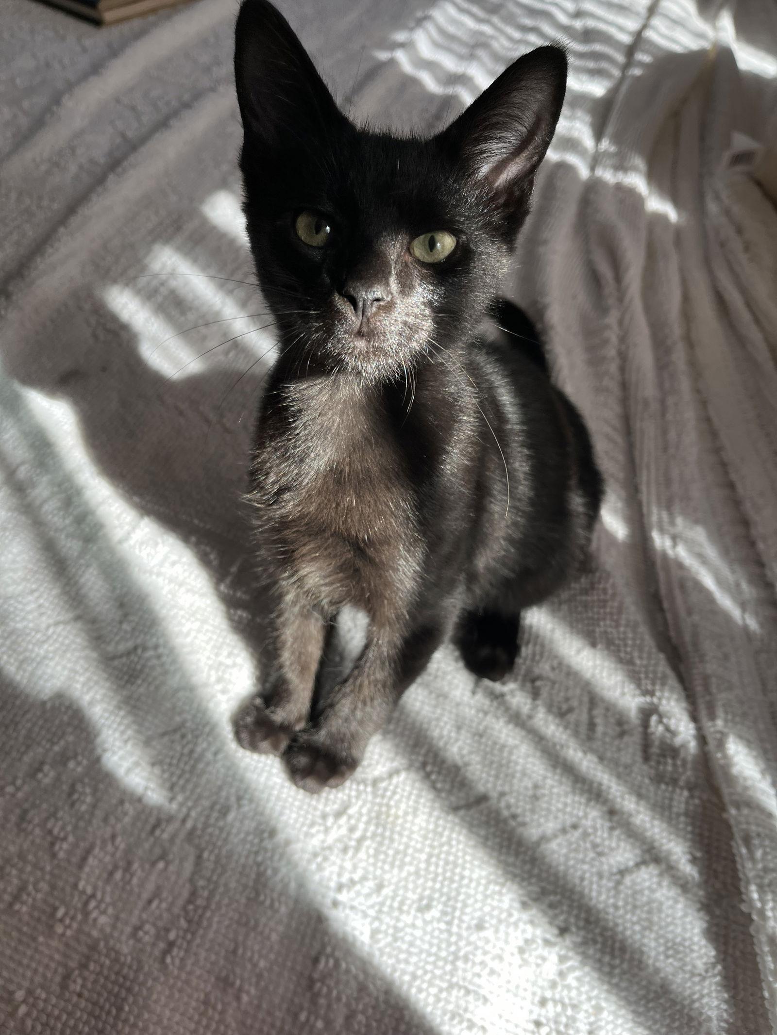 Independence “indy”