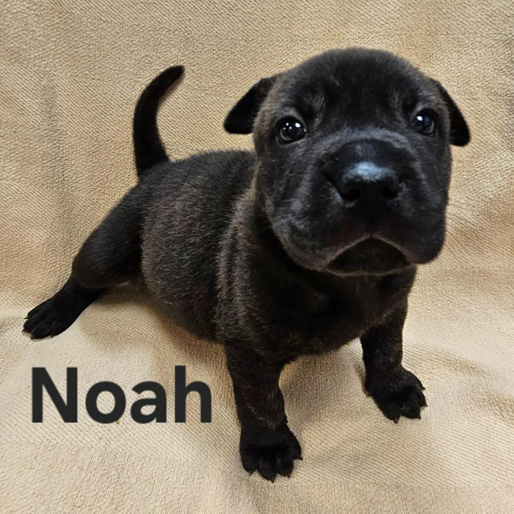Noah