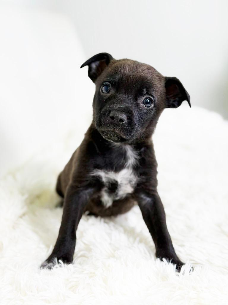 Cookie Litter Oatmeal