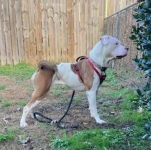 An adult large-sized female White / Cream American Bulldog dog named Hazel for adoption in Zuni, VA