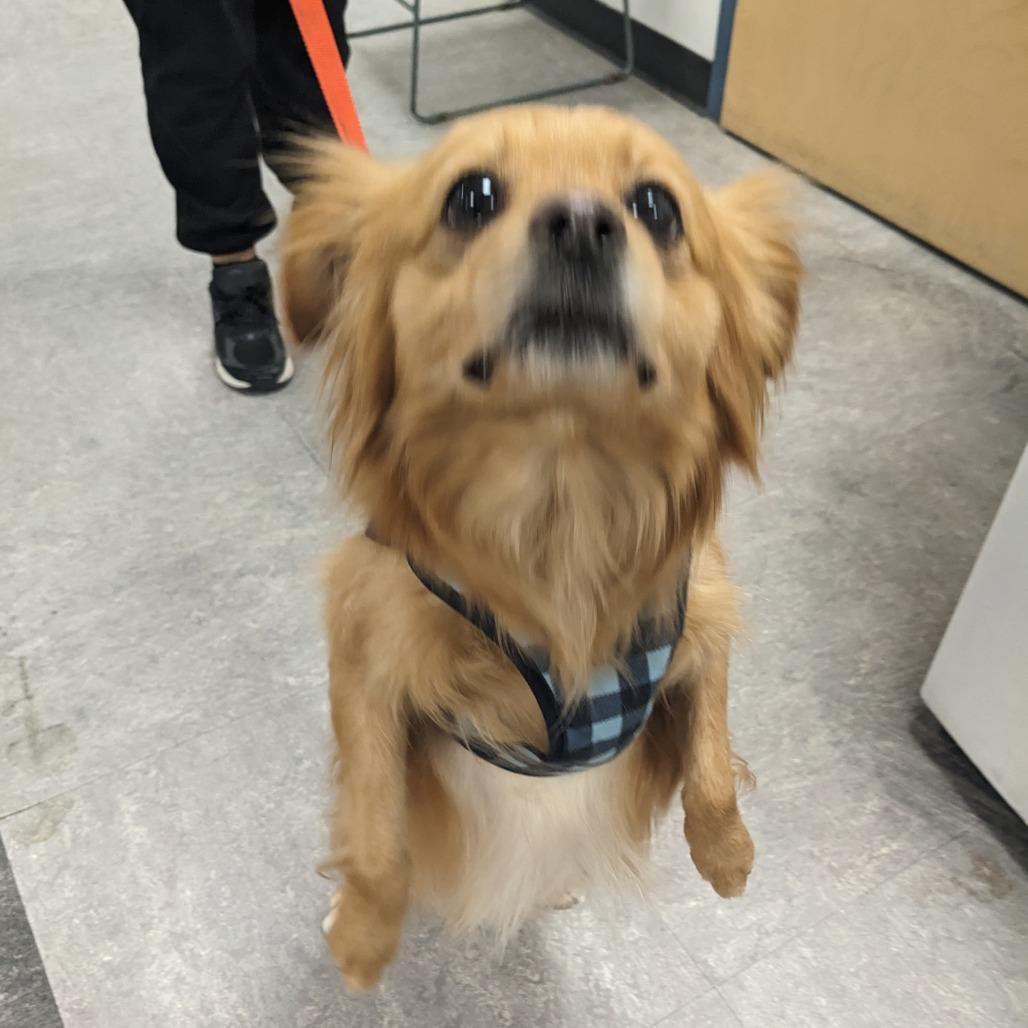 Macho Man Randy Savage