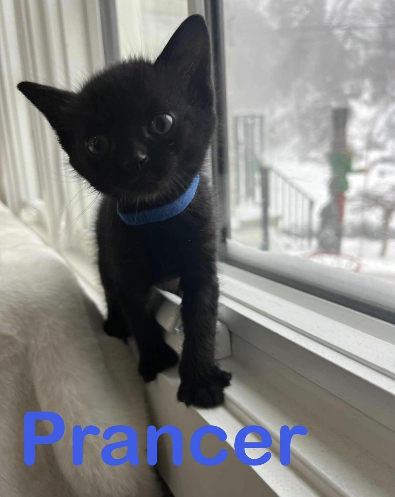 Prancer And Siblings