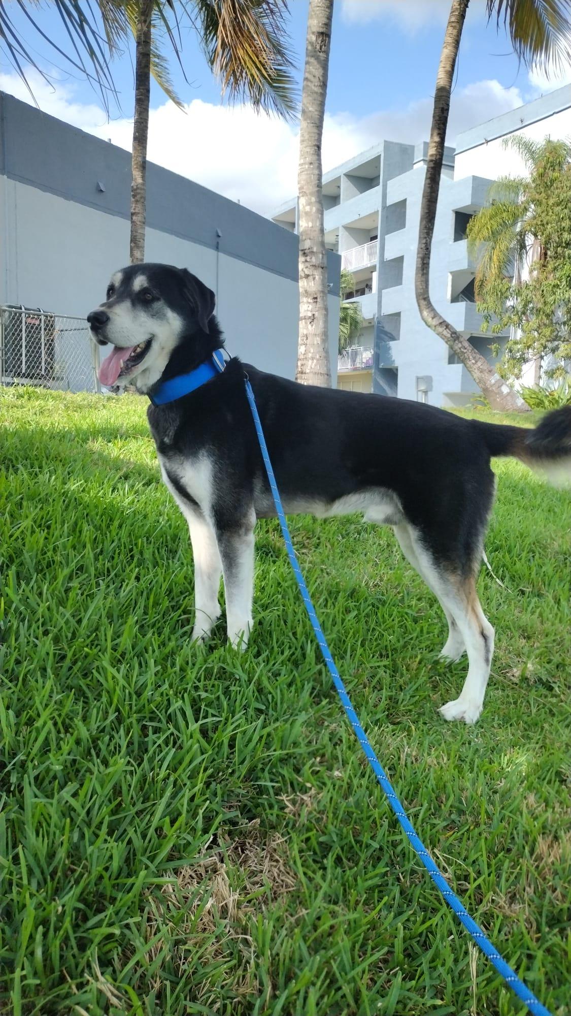 A young medium-sized male Black Husky dog named Tommy for adoption in Weston, FL